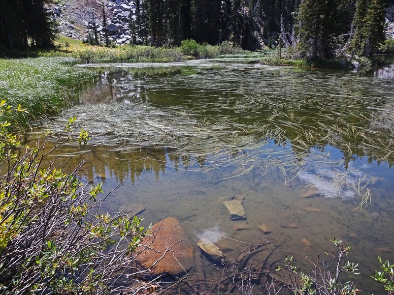 Small Bur-Reed photo 2