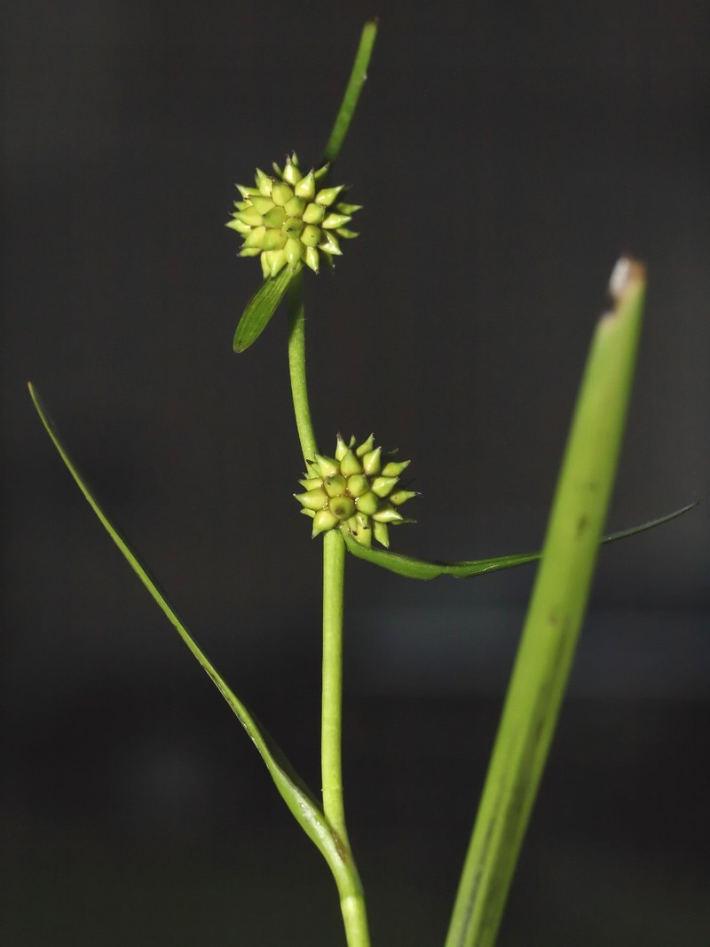 Small Bur-Reed