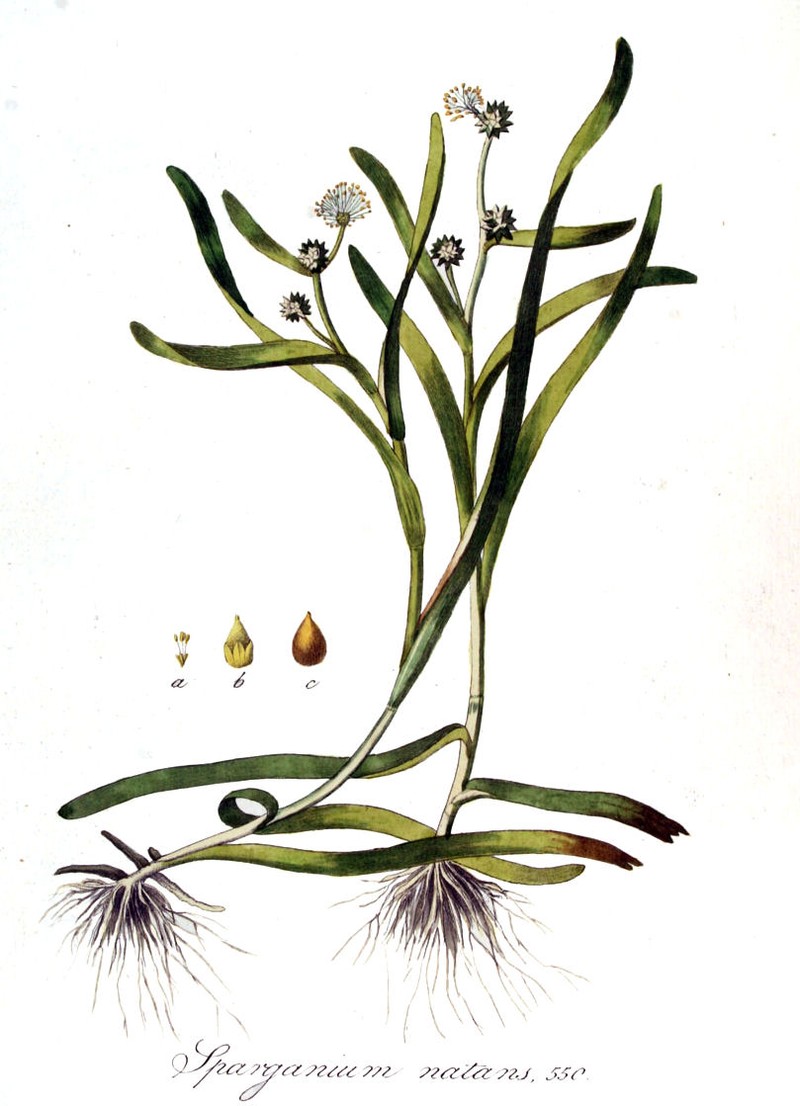 Small Bur-Reed photo 3