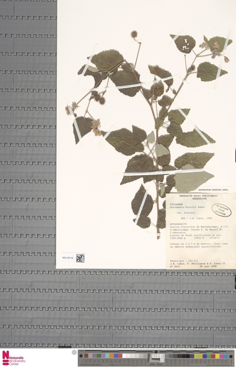Sparrmannia discolor var. discolor photo 2