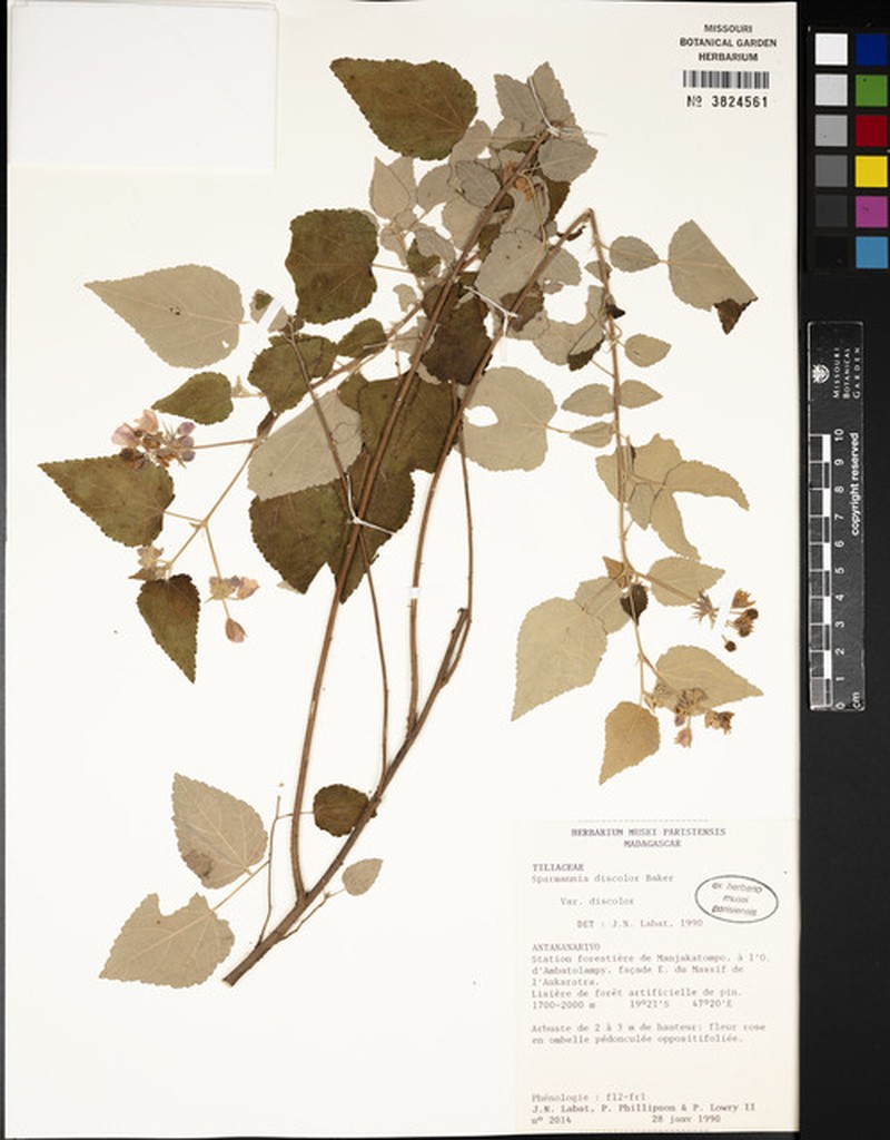 Sparrmannia discolor var. discolor photo 3