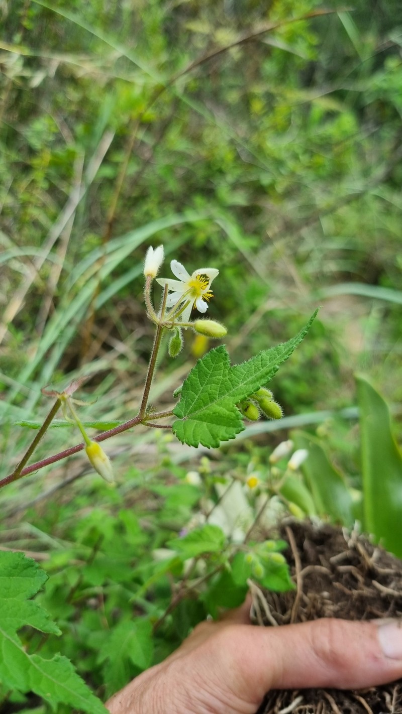 Sparrmannia ricinocarpa subsp. ricinocarpa photo 2