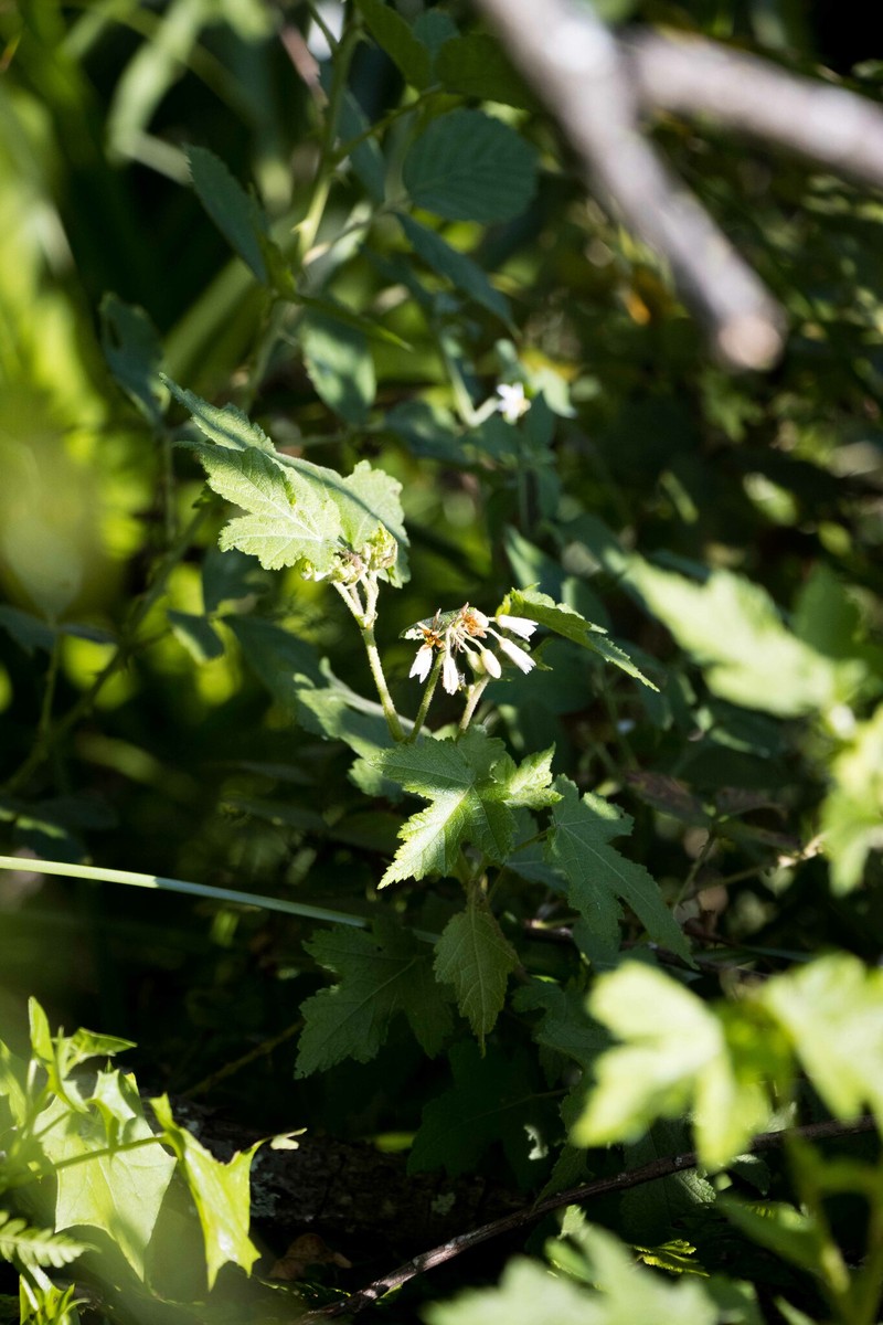Sparrmannia ricinocarpa subsp. ricinocarpa photo 3