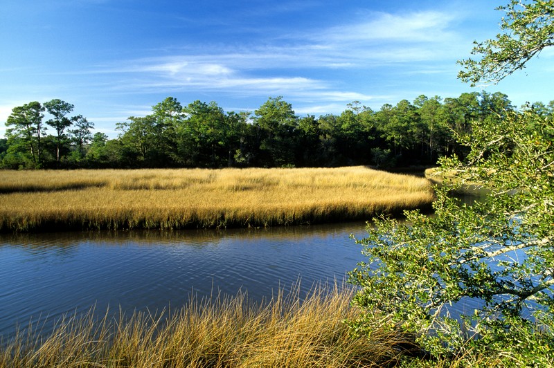 Smooth Cordgrass photo 2