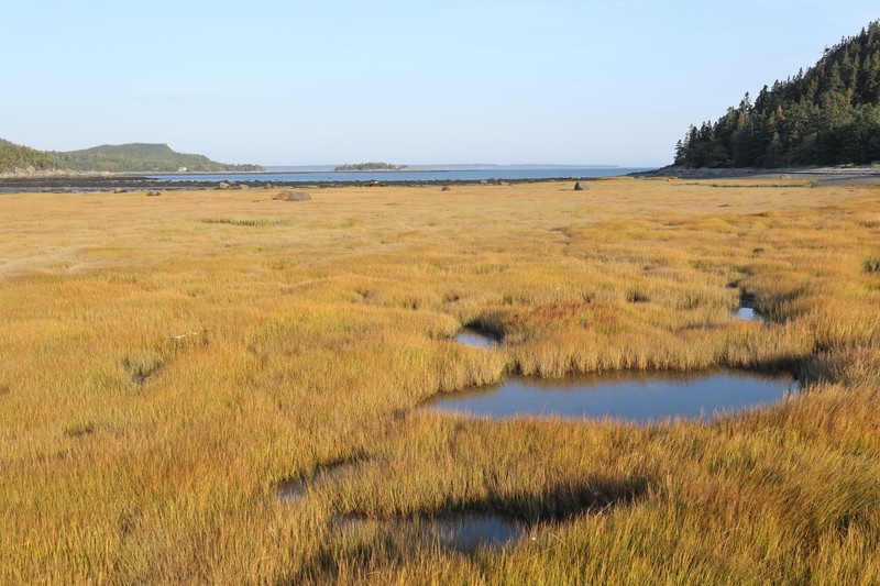Smooth Cordgrass photo 3