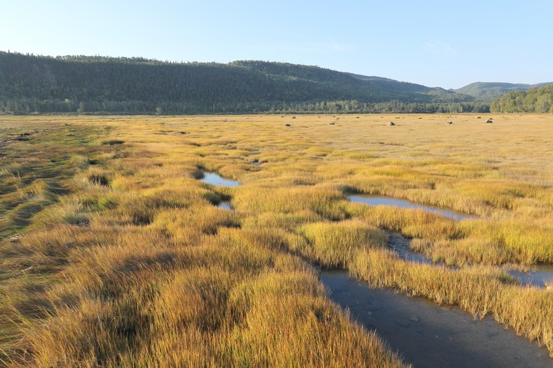 Smooth Cordgrass photo 4