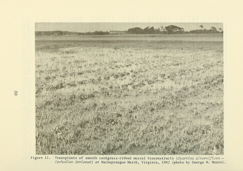 Smooth Cordgrass photo 5