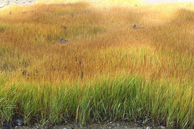 Smooth Cordgrass photo 6