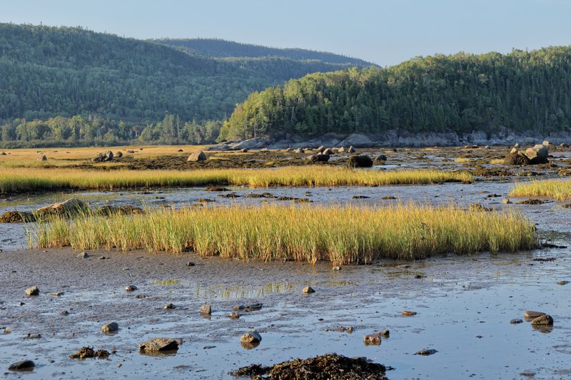 Smooth Cordgrass photo 7