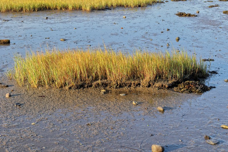 Smooth Cordgrass photo 8
