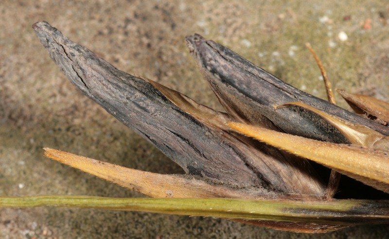 Common Cordgrass photo 2