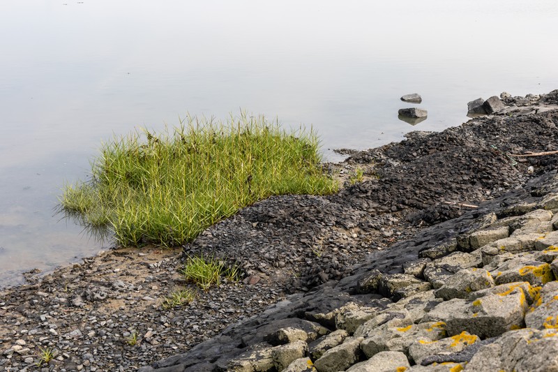 Common Cordgrass photo 3