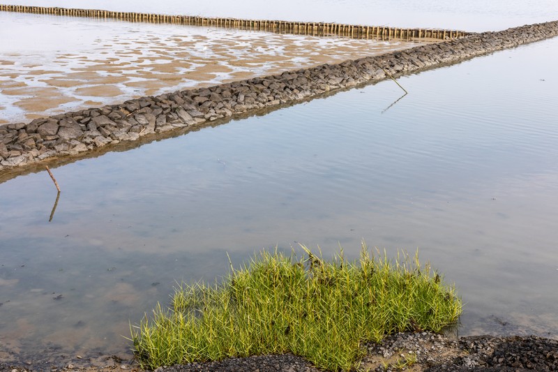 Common Cordgrass photo 4