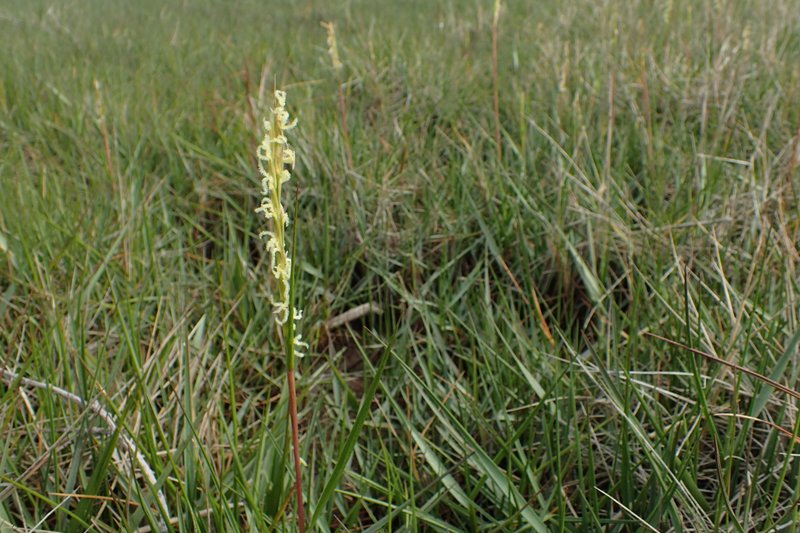 Common Cordgrass photo 5