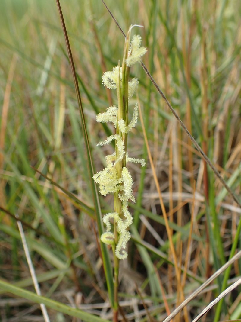Common Cordgrass photo 6