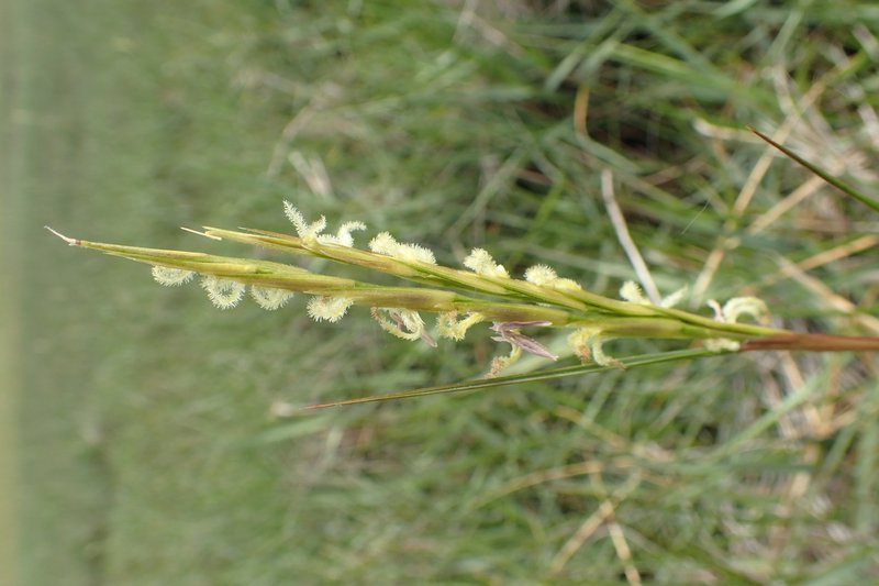 Common Cordgrass photo 7
