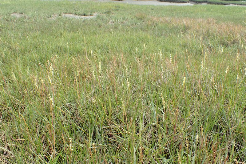 Common Cordgrass photo 8