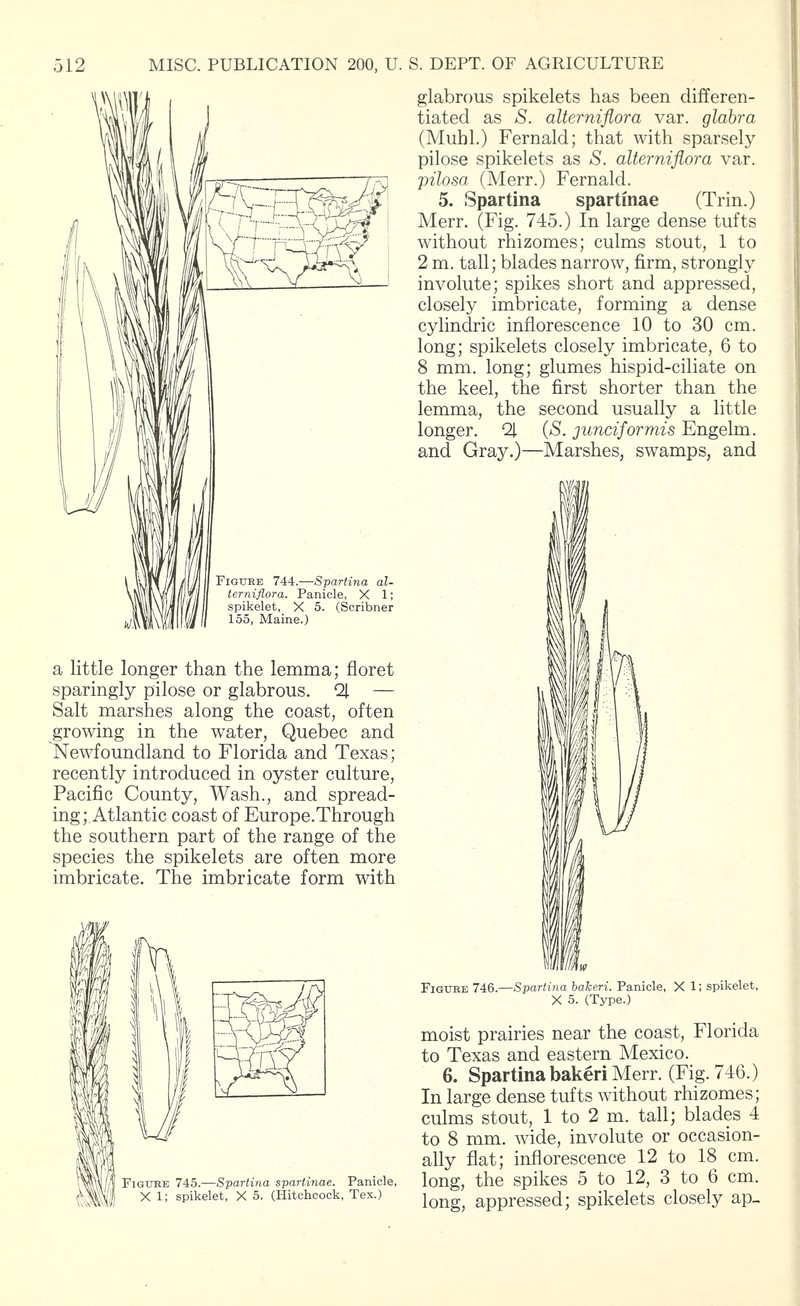 Sand Cordgrass photo 2