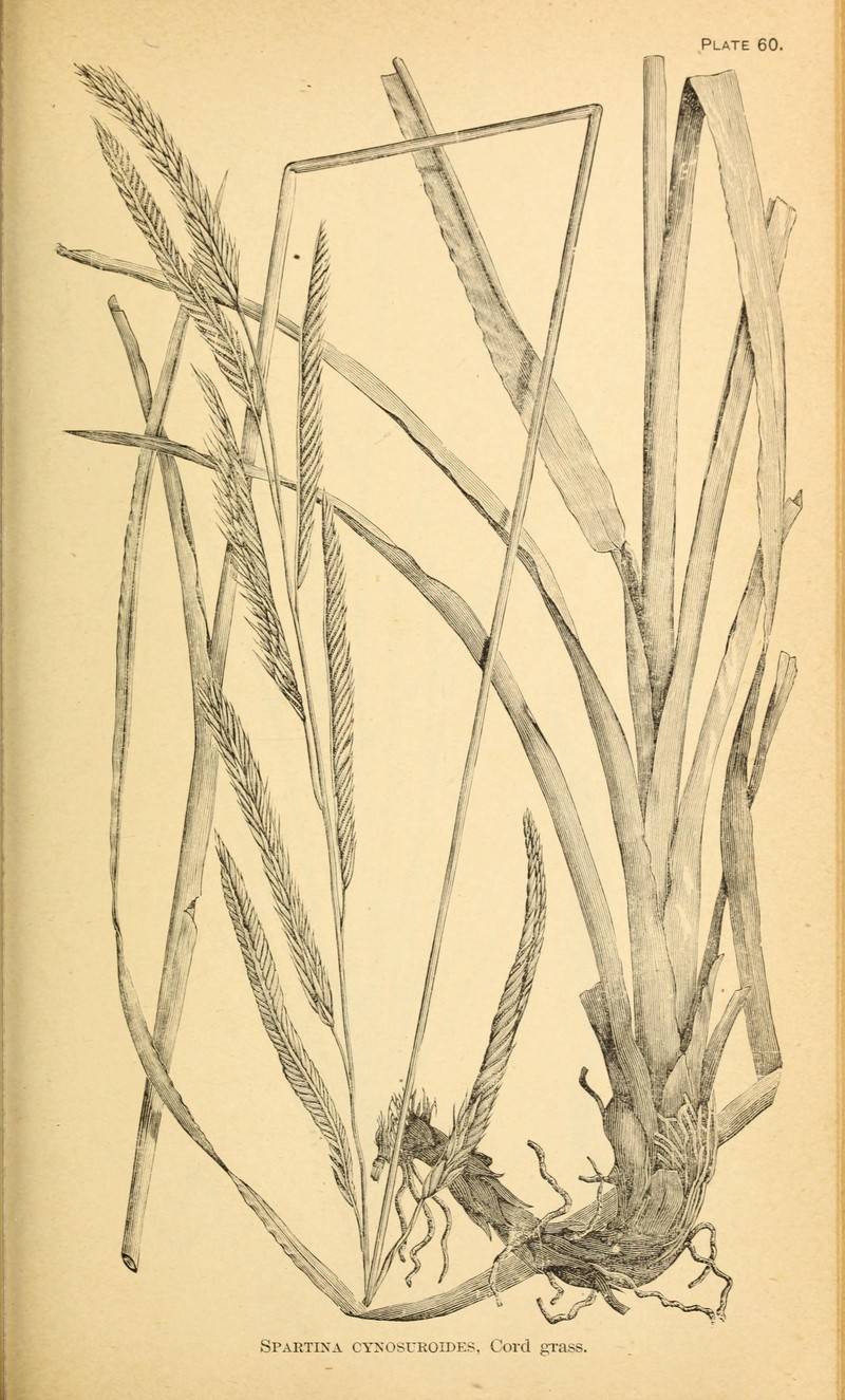 Big Cordgrass photo 3