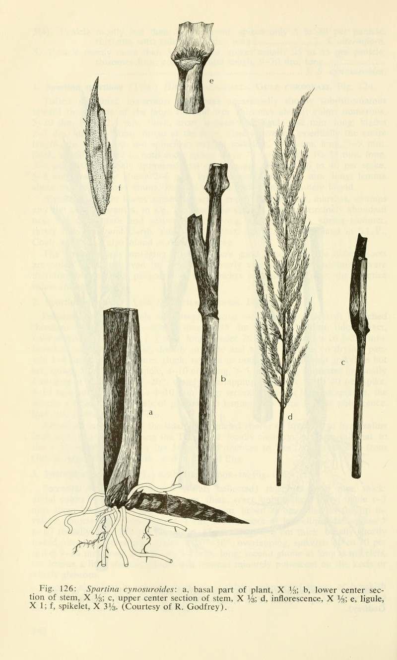 Big Cordgrass photo 4