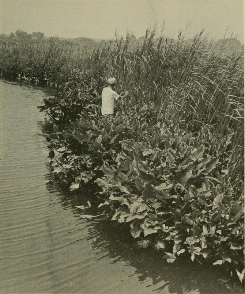 Big Cordgrass photo 6