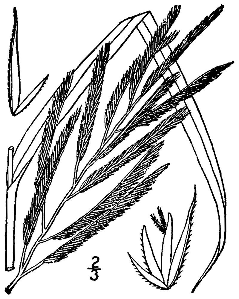 Big Cordgrass photo 2