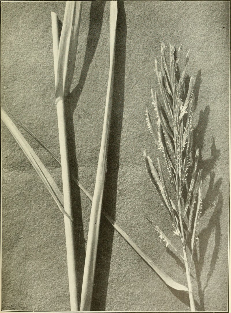 Big Cordgrass photo 7