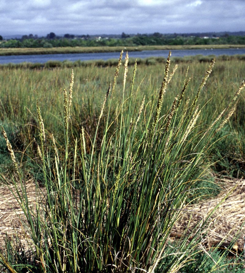 Denseflower Cordgrass