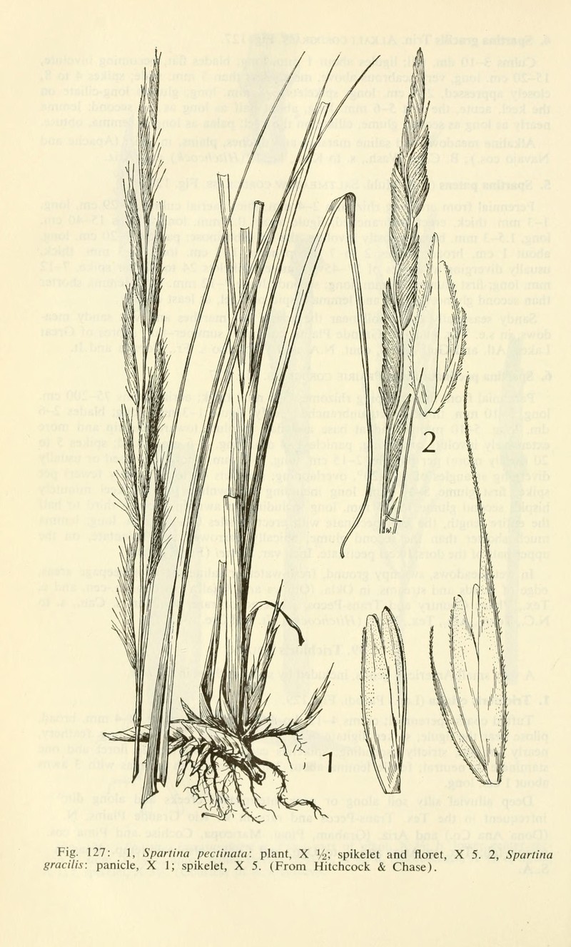 Alkali Cordgrass photo 4