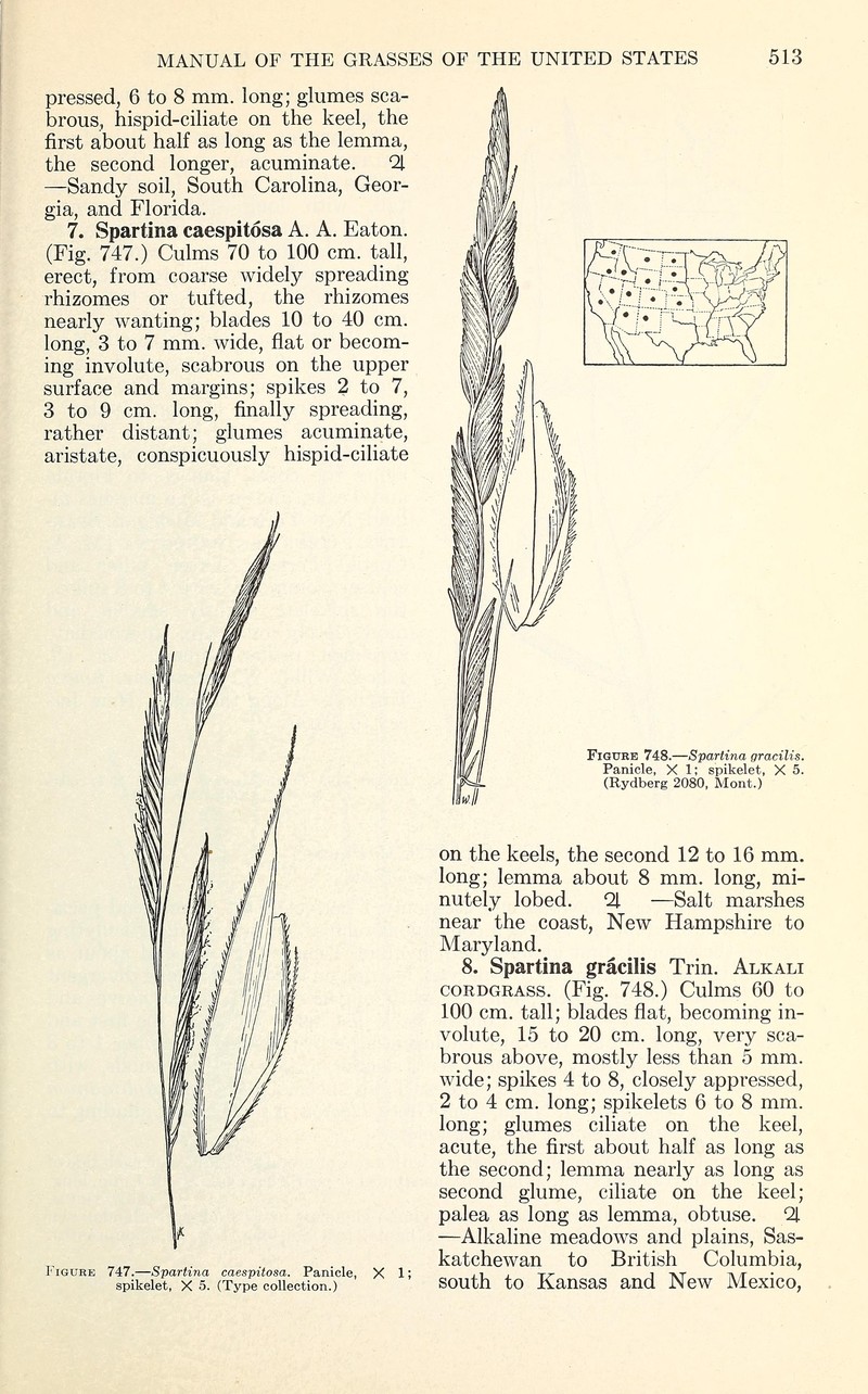 Alkali Cordgrass photo 5
