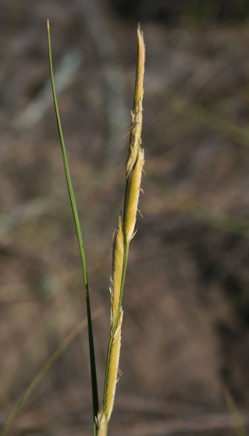 Alkali Cordgrass photo 6