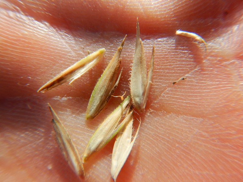 Alkali Cordgrass photo 2