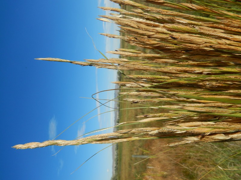 Alkali Cordgrass photo 3