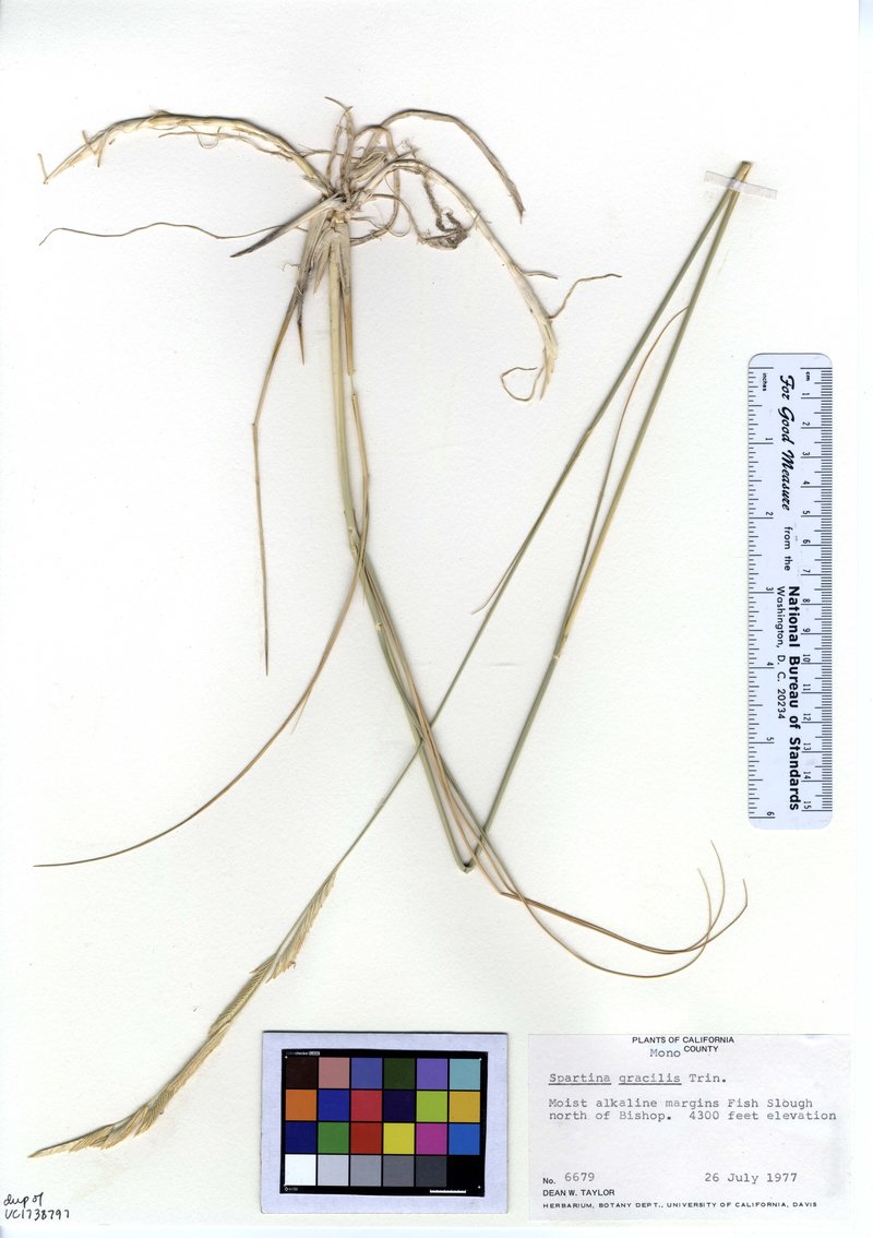 Alkali Cordgrass photo 7
