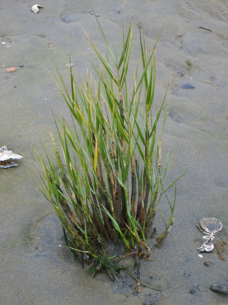 Small Cordgrass
