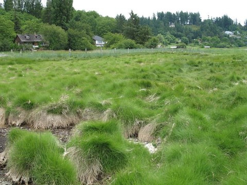Saltmeadow Cordgrass photo 2