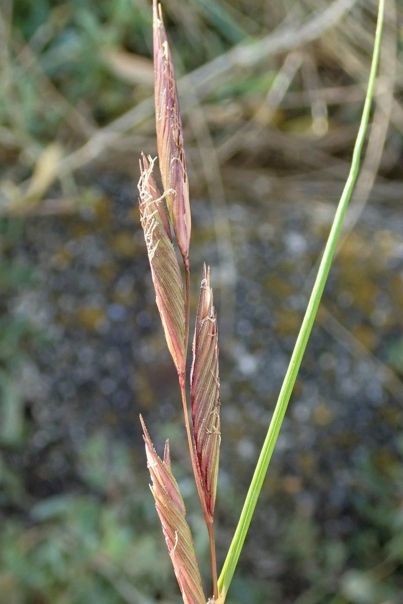 Saltmeadow Cordgrass photo 5