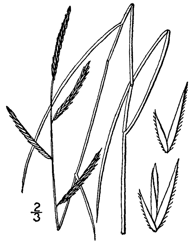 Saltmeadow Cordgrass