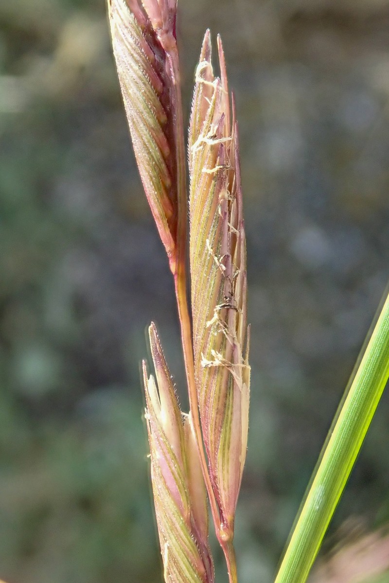 Saltmeadow Cordgrass photo 3