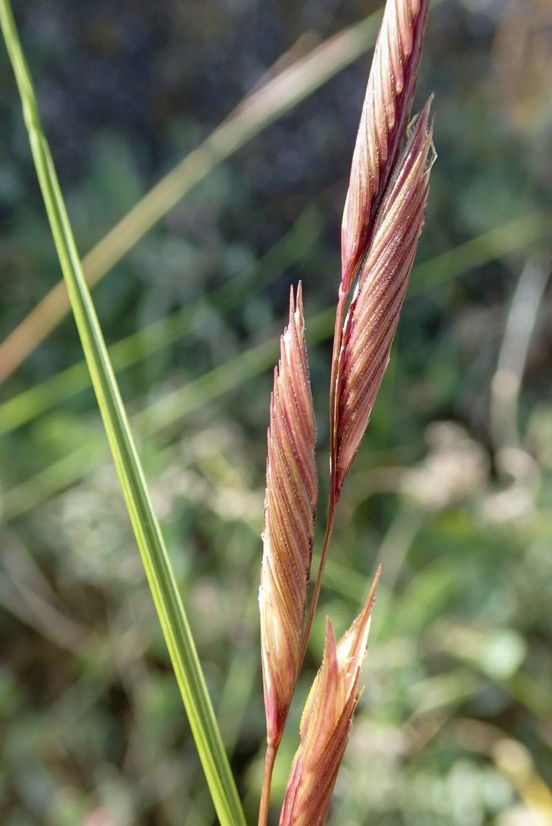 Saltmeadow Cordgrass photo 4