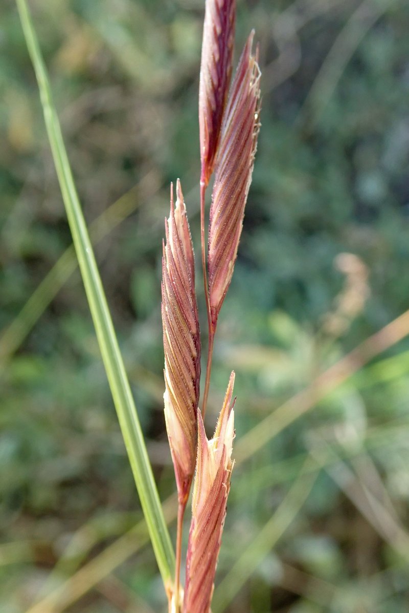 Saltmeadow Cordgrass photo 6