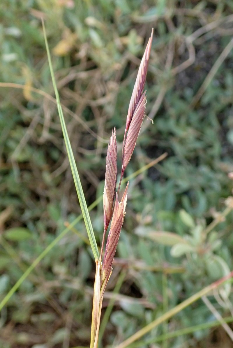 Saltmeadow Cordgrass photo 7