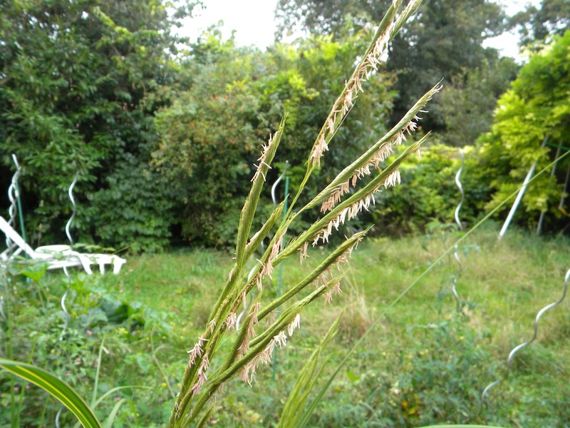 Prairie Cordgrass photo 4