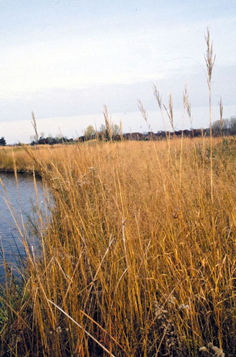 Prairie Cordgrass