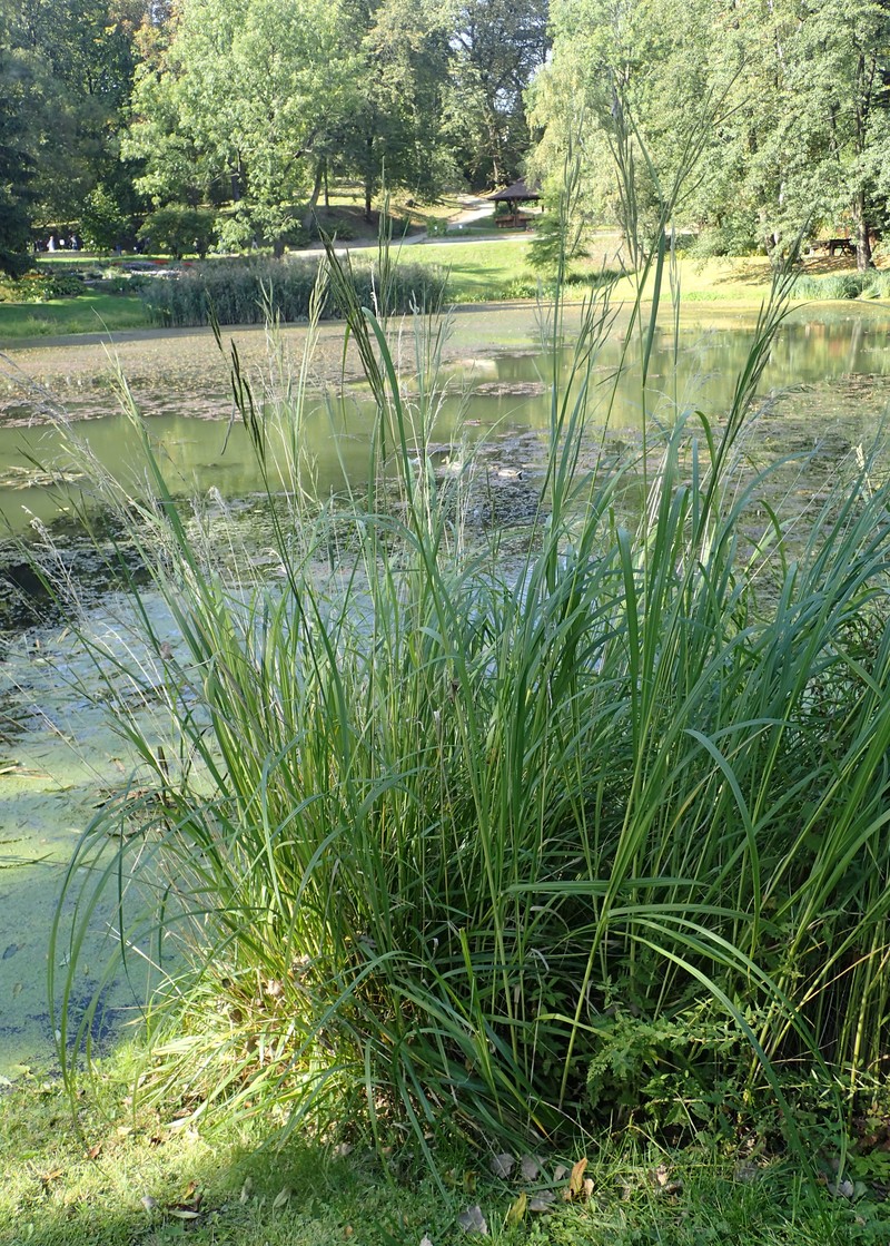 Prairie Cordgrass photo 2