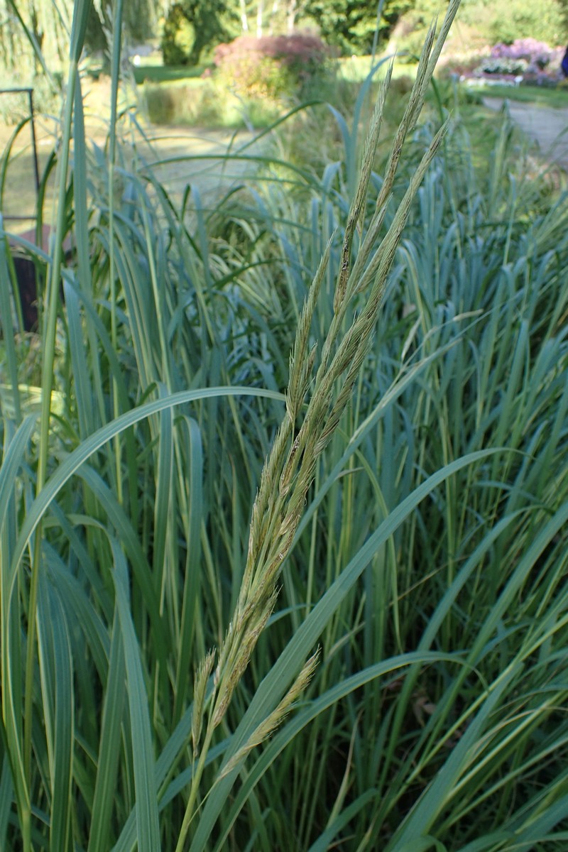 Prairie Cordgrass photo 3