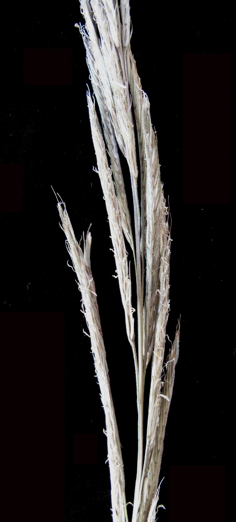 Prairie Cordgrass photo 5