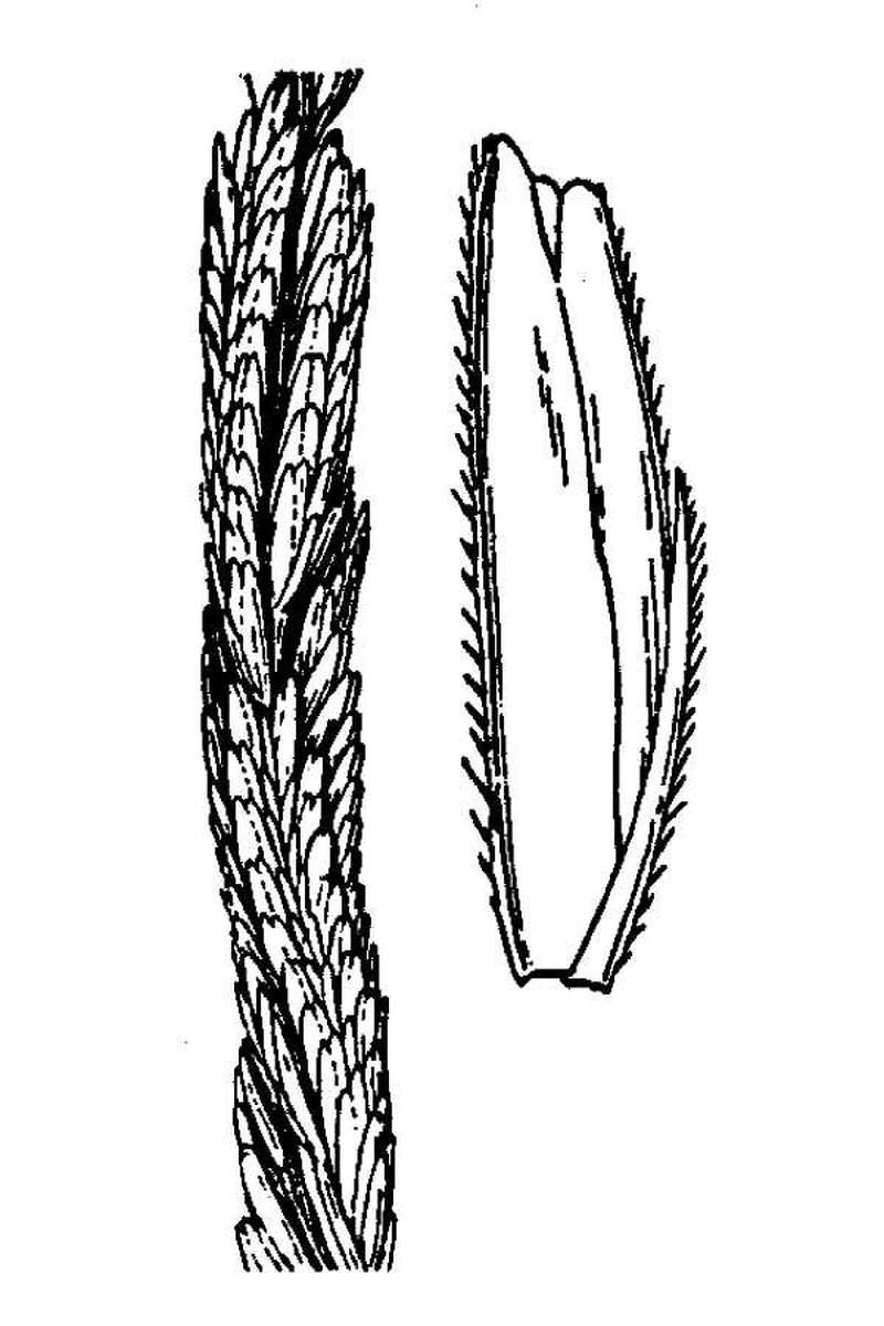 Gulf Cordgrass