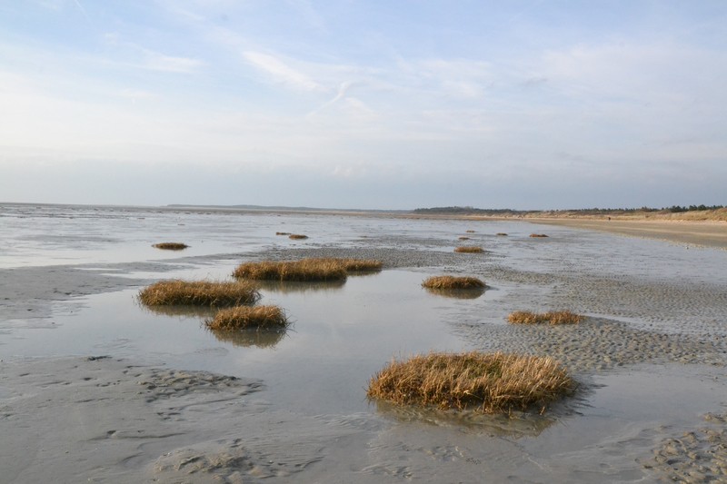Cordgrass photo 2