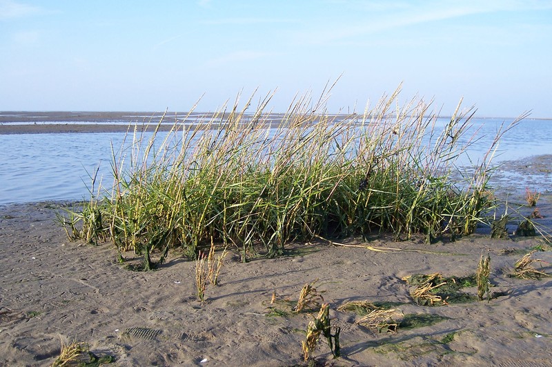 Cordgrass photo 3